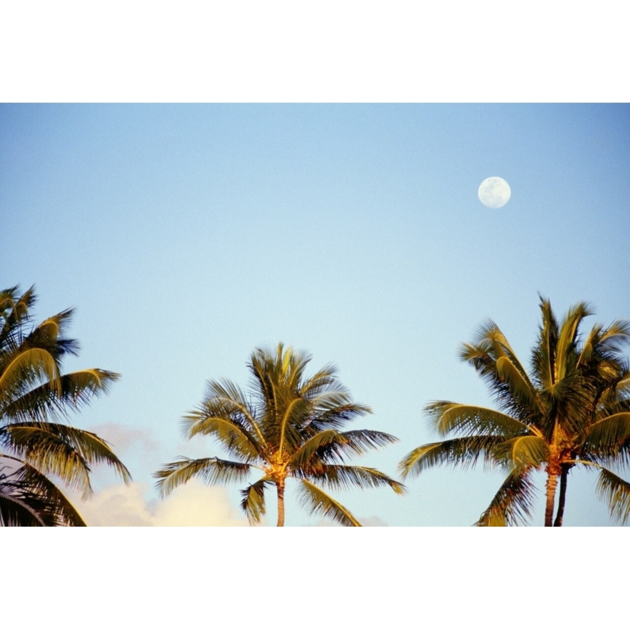 Hawaii Tall Palm Trees Against Blue Sky Full Moon Above Poster Print